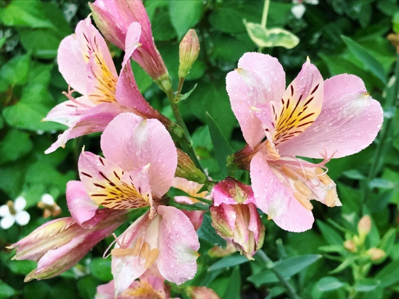 Hanaike図鑑 1 アルストロメリア Hanaike はないけ Note Hanaike図鑑 1 アルストロメリア Hanaike はないけ Note