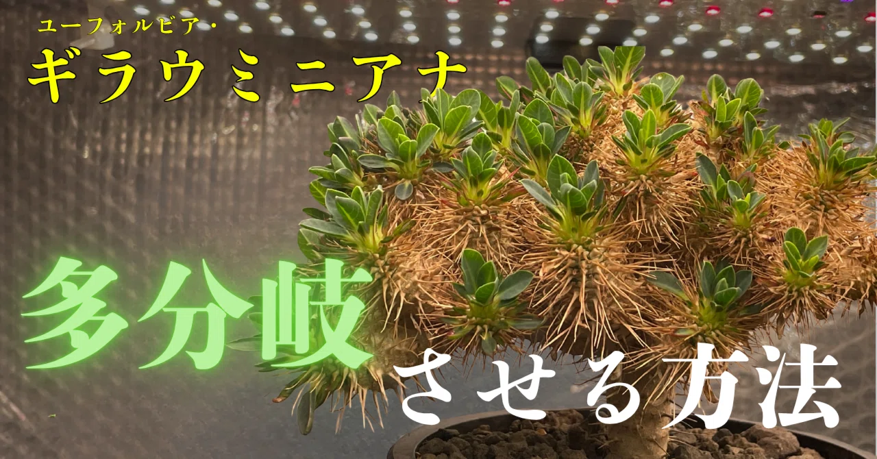 実生ギラウミニアナを爆速多分岐させる方法を公開。｜マルプランツ