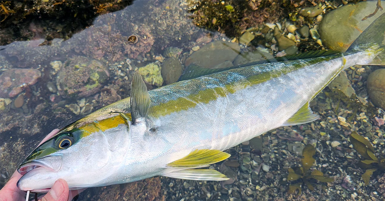 今年初ヒラマサ！！｜55_Life_Style_Fishing