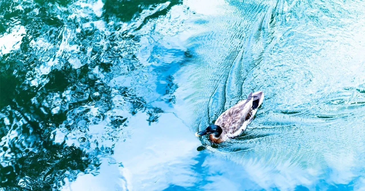 Distort Bird reflection/distortion_bird_06 (photo gallery)|ぷらいまり。