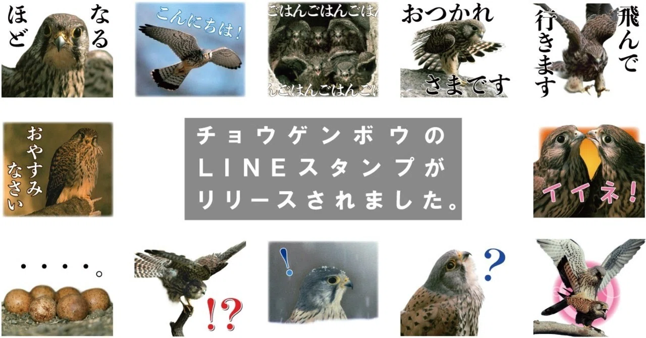 Calling all raptor lovers! Kestrel LINE stickers have been released ...