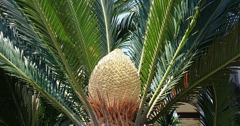 すまゆきの年のノート Note