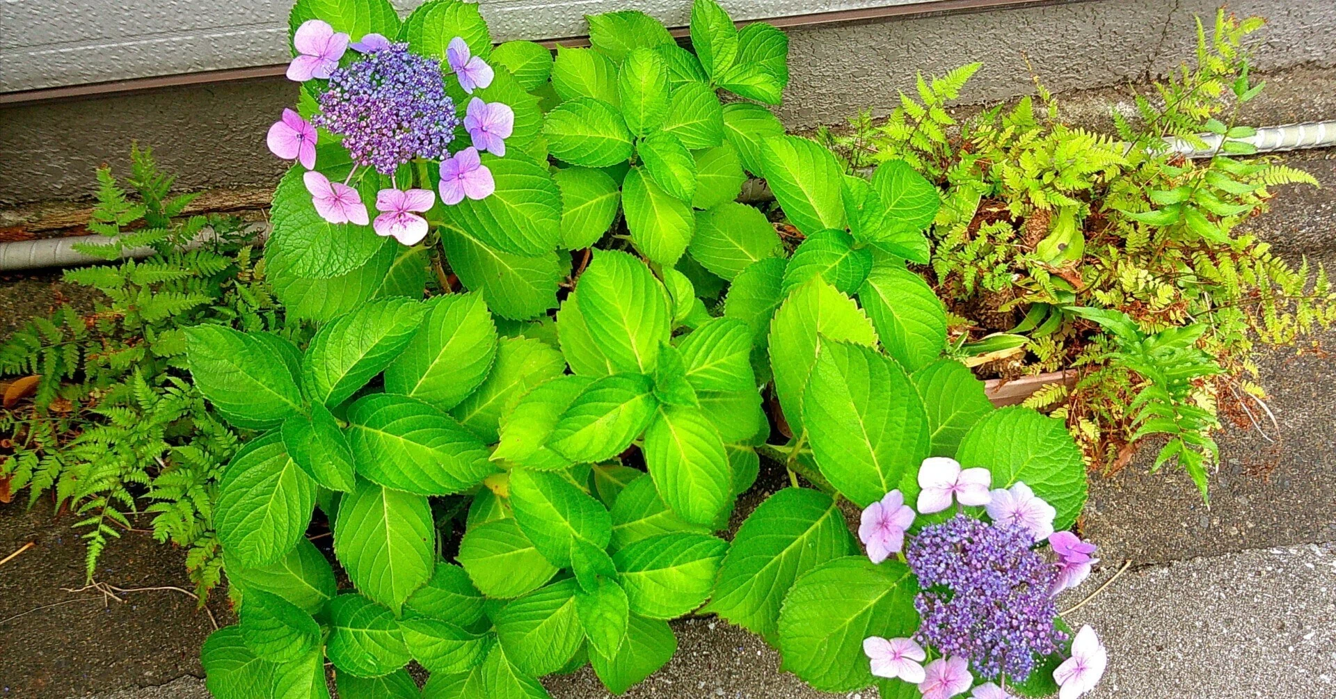 鉢植えの紫陽花もそろそろ終わり｜たかさん