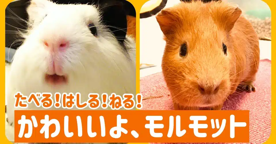 うさぎはねずみなどの げっし目 ではなくなった さくらとももこ