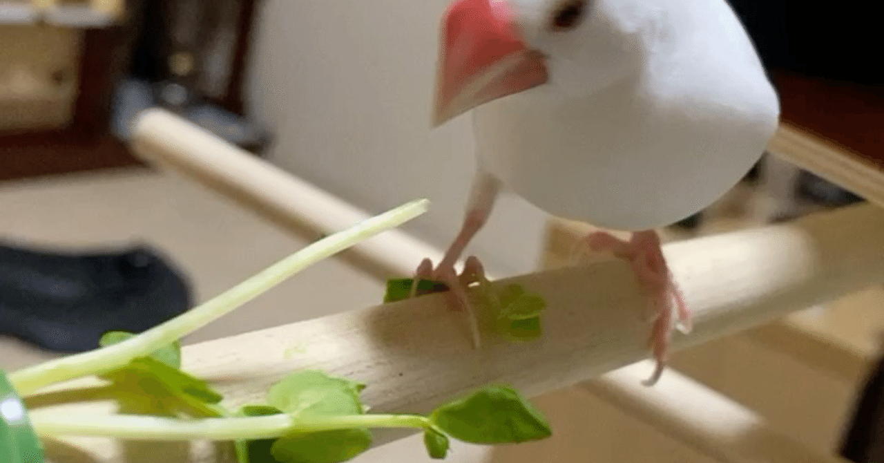 330円 セリア用品で止まり木スタンドを作る Rosystone相互フォロー Note 330円 セリア用品で止まり木スタンドを作る Rosystone相互フォロー Note