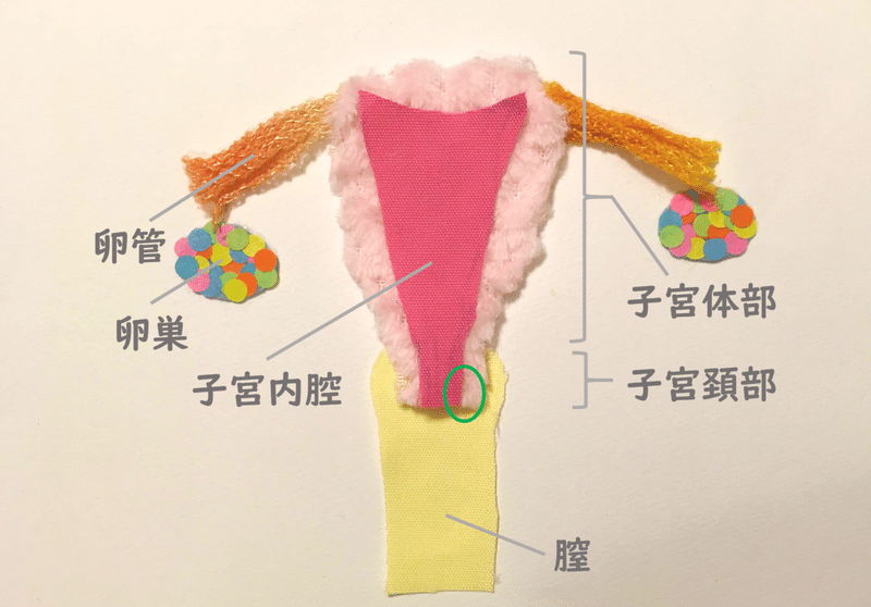 今こそhpvワクチンの話をしよう 子宮頚がん検診の結果の見方 治療について 子ども向け 家庭でできる性教育 アクロストン Note