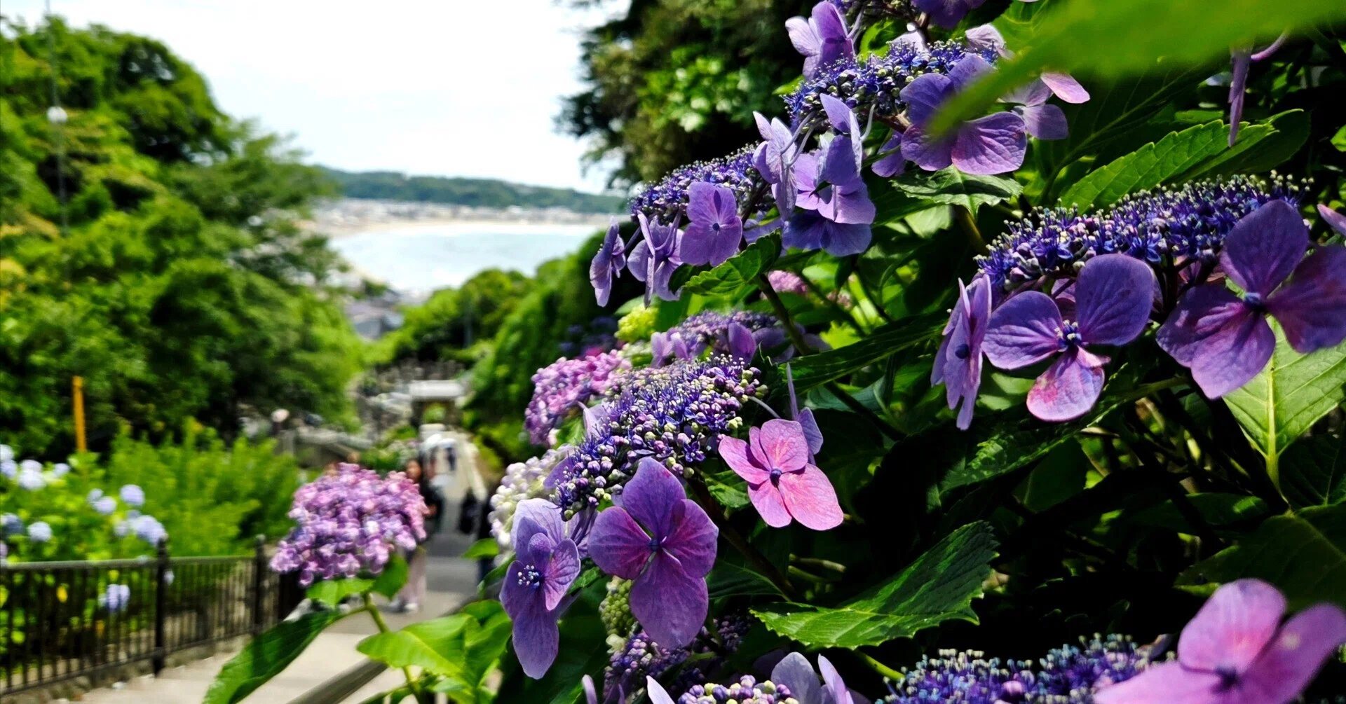 アンダンテ KAMAKURA 紫陽花セット 北鎌倉 長谷 極楽寺 ＆ante. 鎌倉、紫陽花を求めて―長谷から極楽寺、ときどき海｜紫陽花