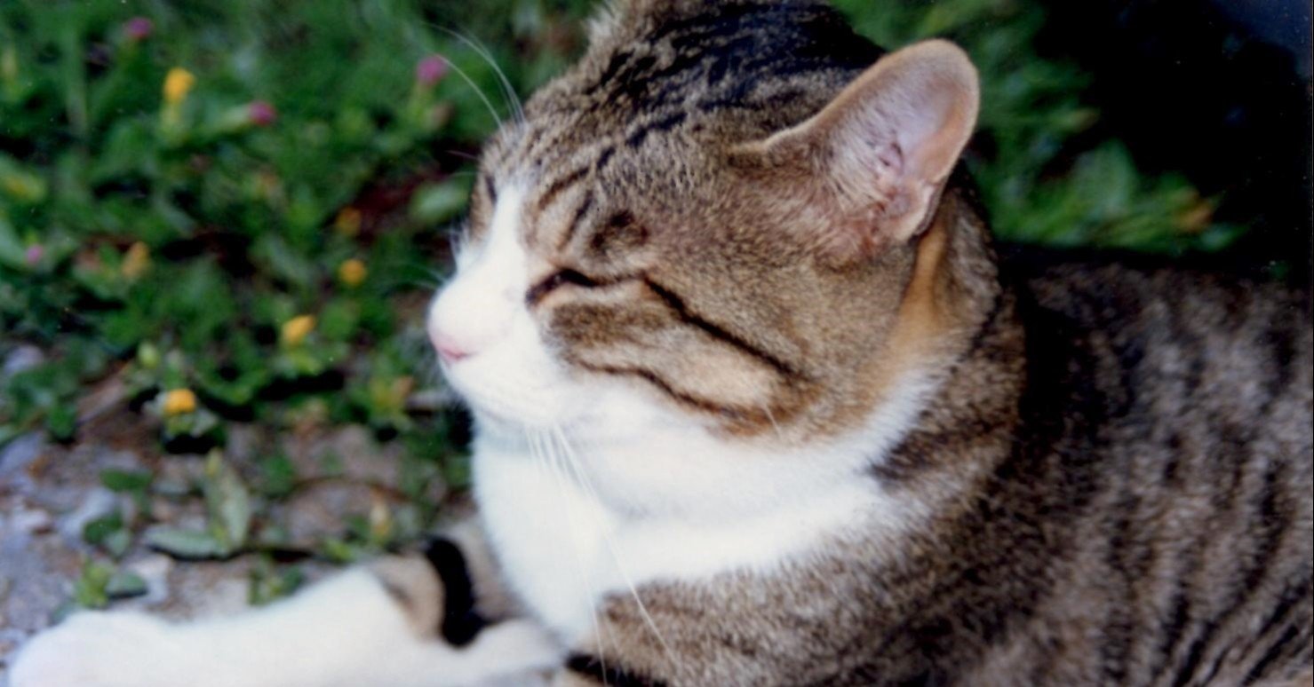 わが家の猫生活 その三十四 人も猫も老いていく ぶんぶんどー Note