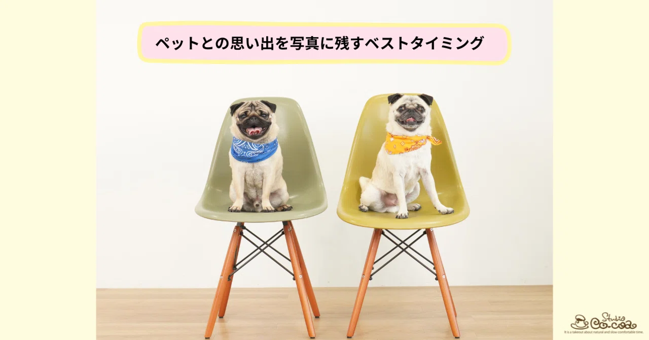 ペットとの思い出を写真に残すベストタイミング｜スタジオCocoa
