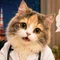 AI女医猫