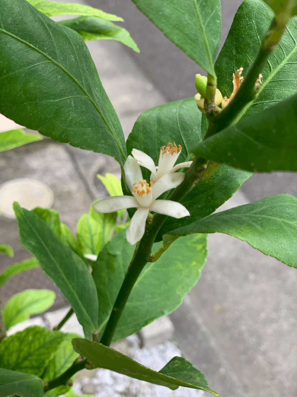 レモンの花が咲きました みずのさちこ Note