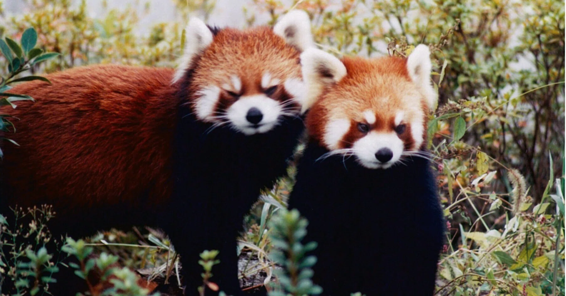 Daily Life at the Zoo No.014 / Speaking of Pandas, Red Pandas Vol