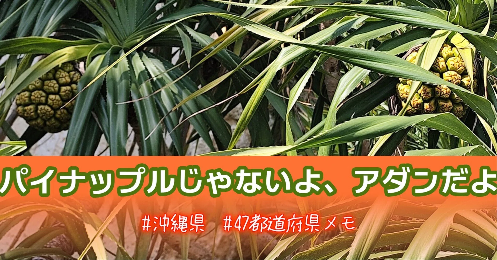 パイナップルじゃないよ、アダンだよ #沖縄県 #47都道府県メモ｜あや
