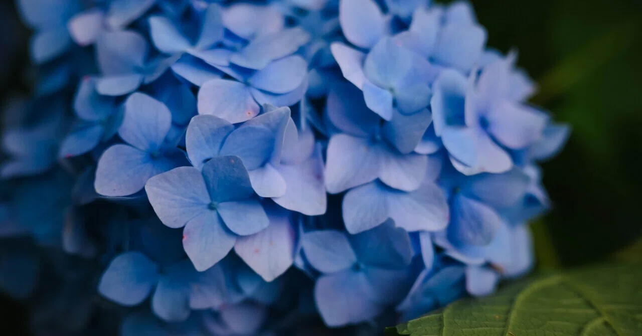 Nikon Zfcで撮影｜カメラやスマホで紫陽花を撮るときのコツ｜月宵