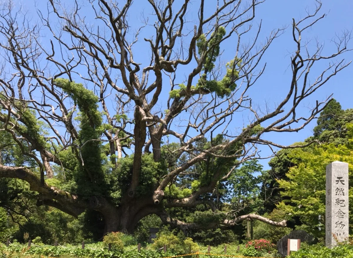 画像4