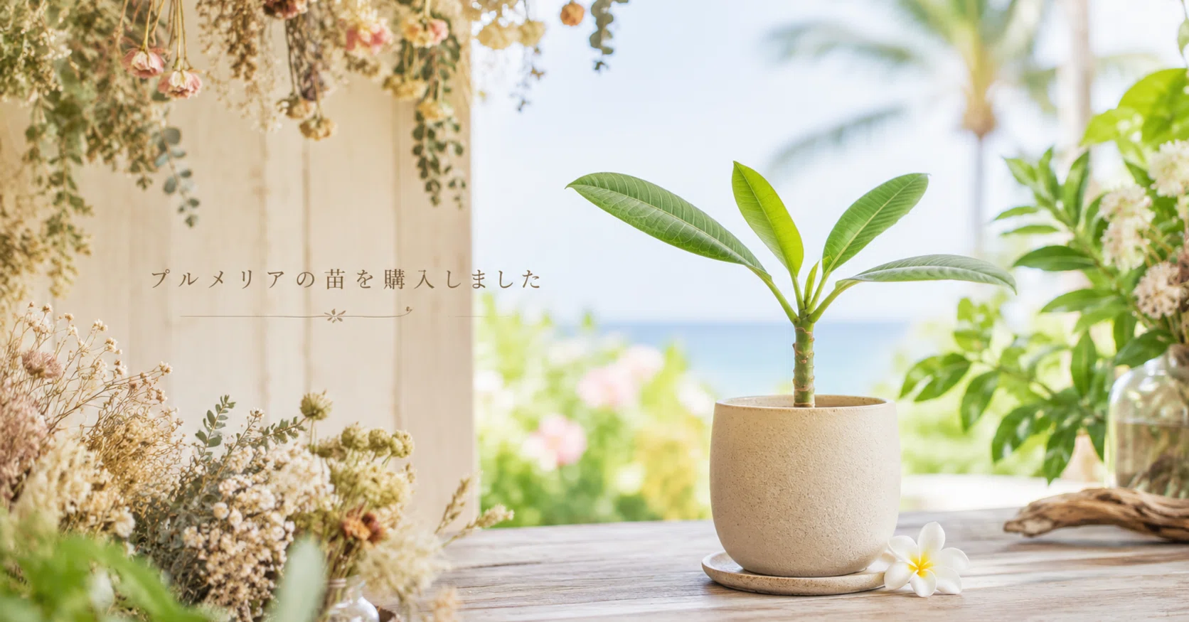 プルメリアの苗を購入しました｜ルミア：植物と暮らし