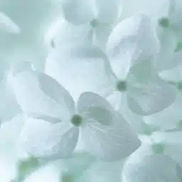 結月音葉