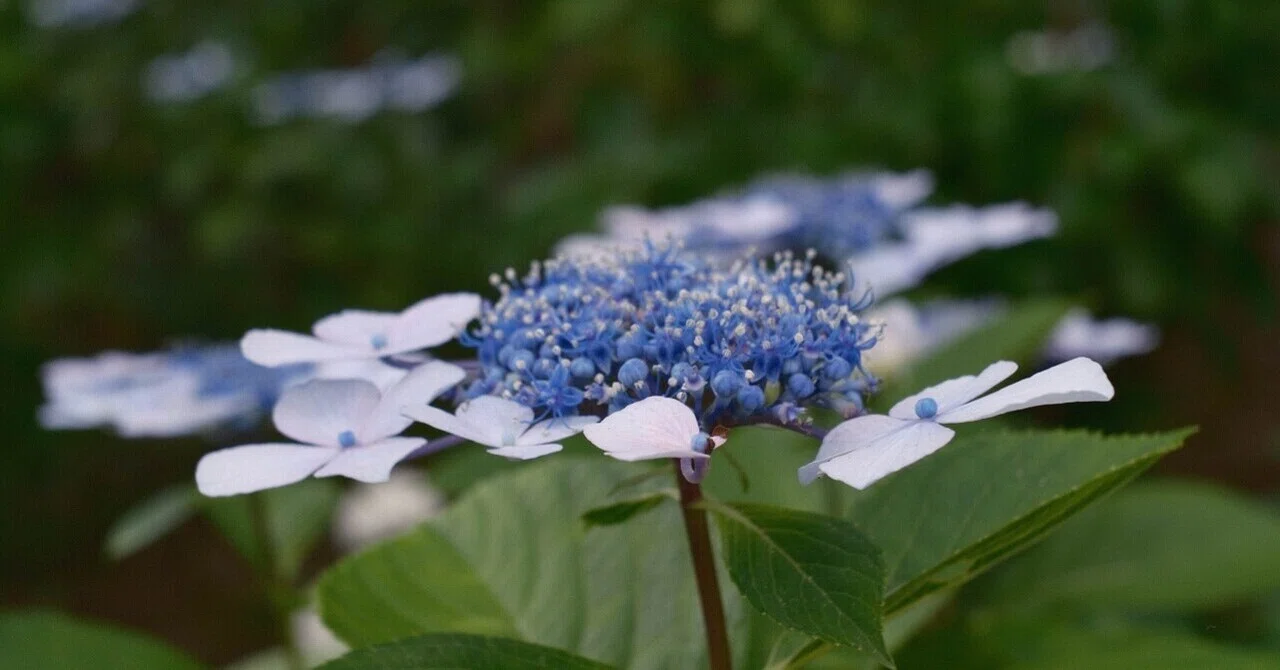 FUJIFILM］ 紫陽花と写真散歩｜てすとてっく