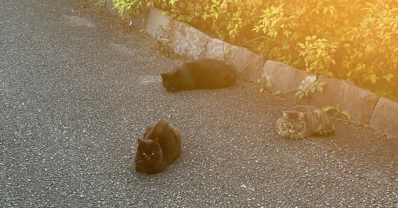 I tried photographing cats at dusk to test the camera performance of ...
