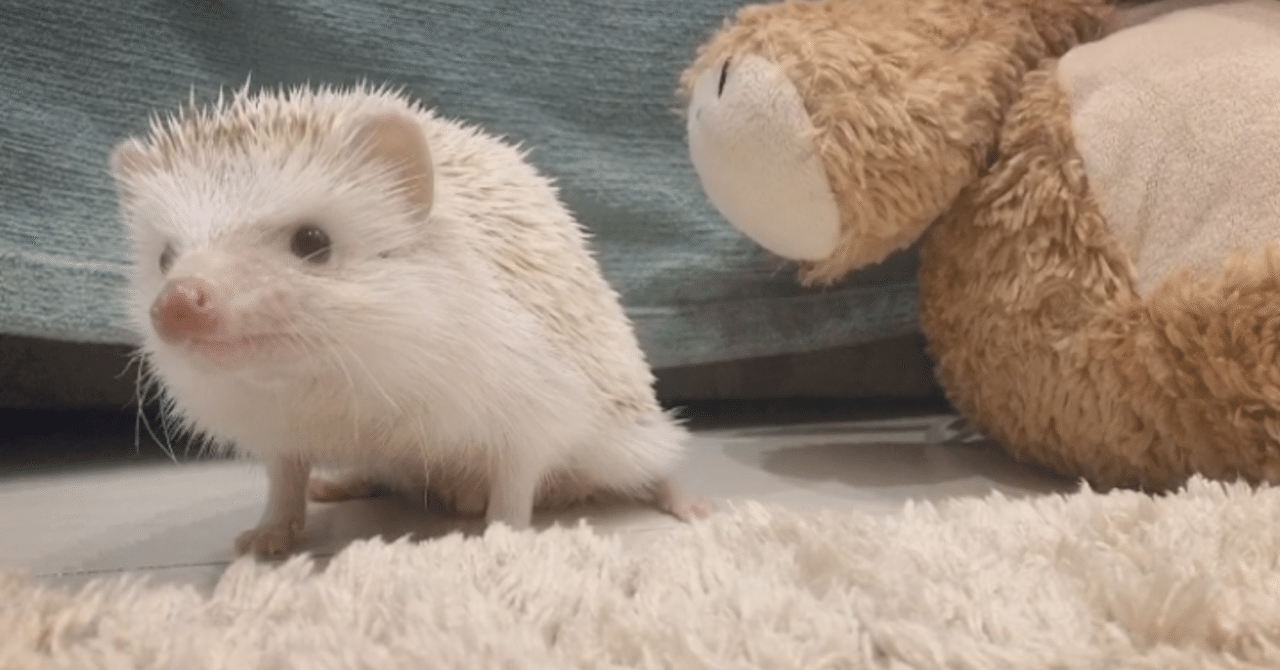 ハリネズミがトイレを全く覚えない話 効率的な3つの掃除方法教えます ふぅ Fuu Note