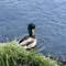 櫻井オムパウこんにちは。