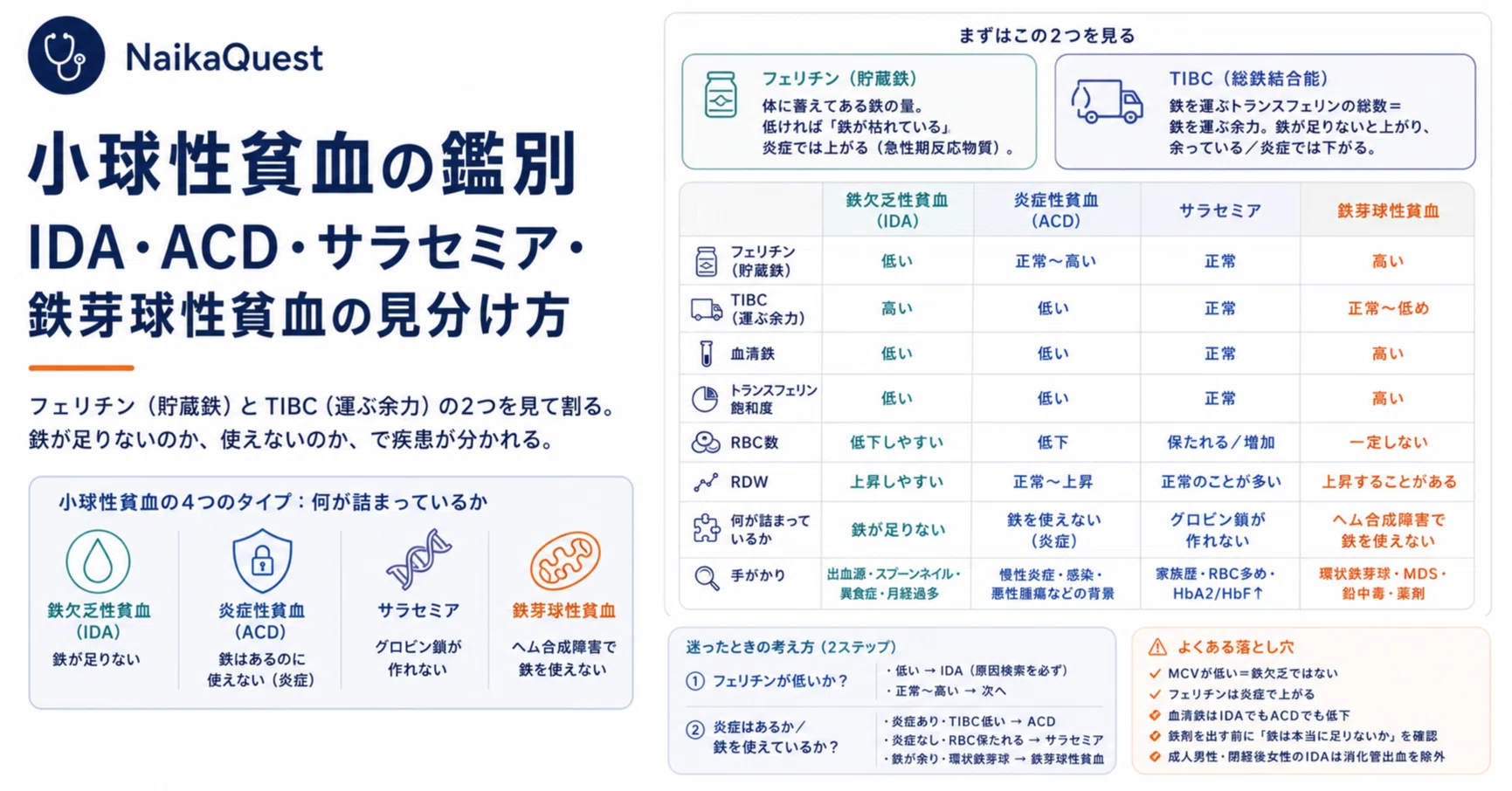 内科専門医試験の小球性貧血——「MCV低値＝鉄欠乏」で止まらないための