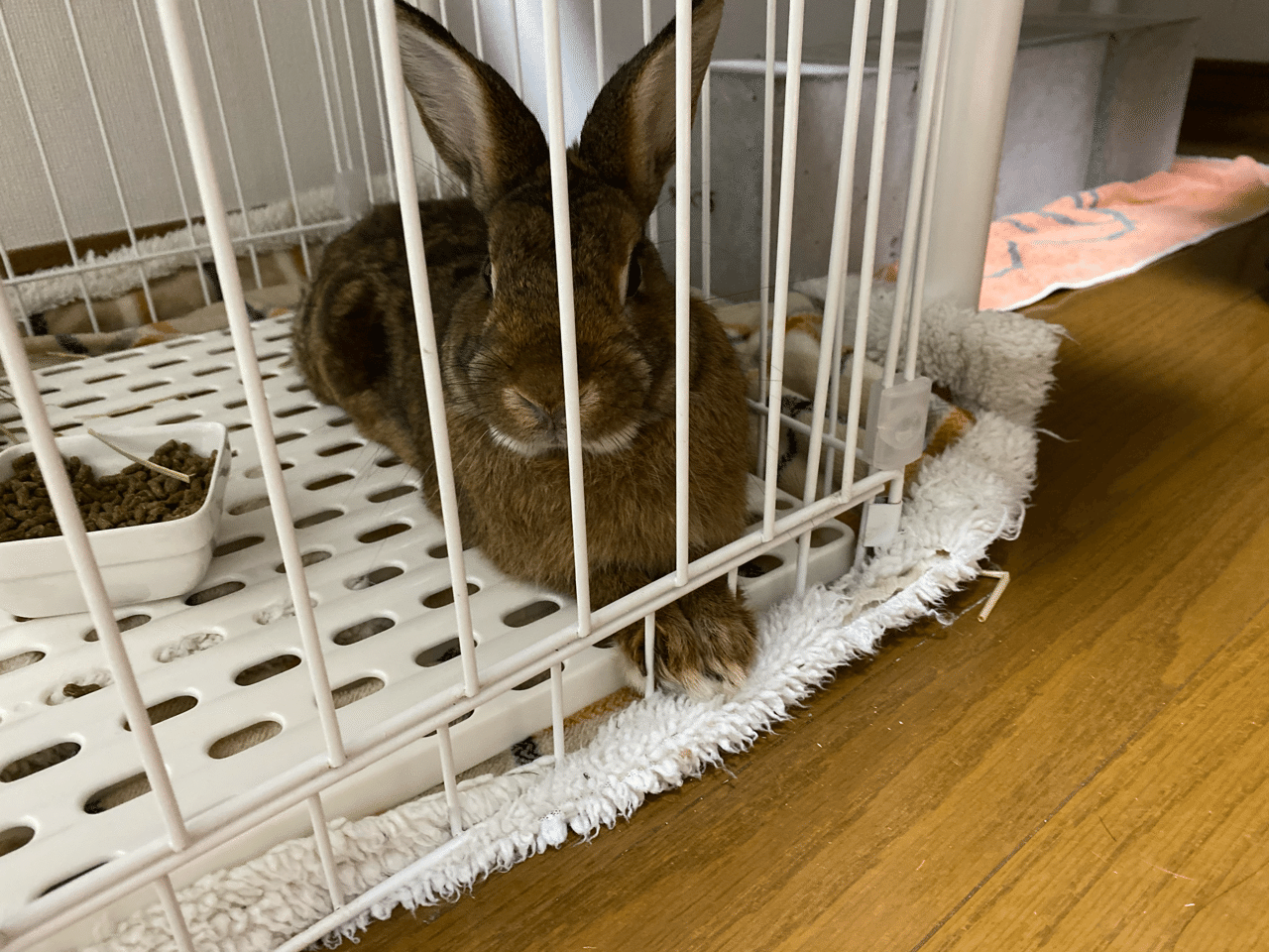 ウサギを買うかどうか悩んでいる人へ ウサギの飼い方 ウサギ飼いの動画編集者 Note