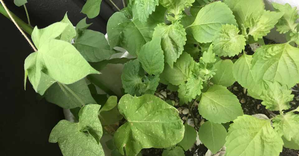 元農家だって家庭菜園をするんだぞ かまたれおん Dmoファンドマネージャー コト起こし未来塾 Note