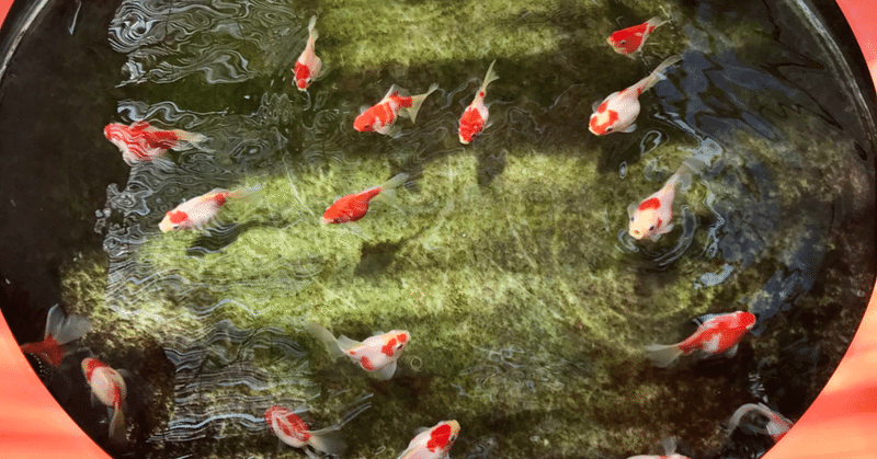 金魚と猫 Chiro Naco Note