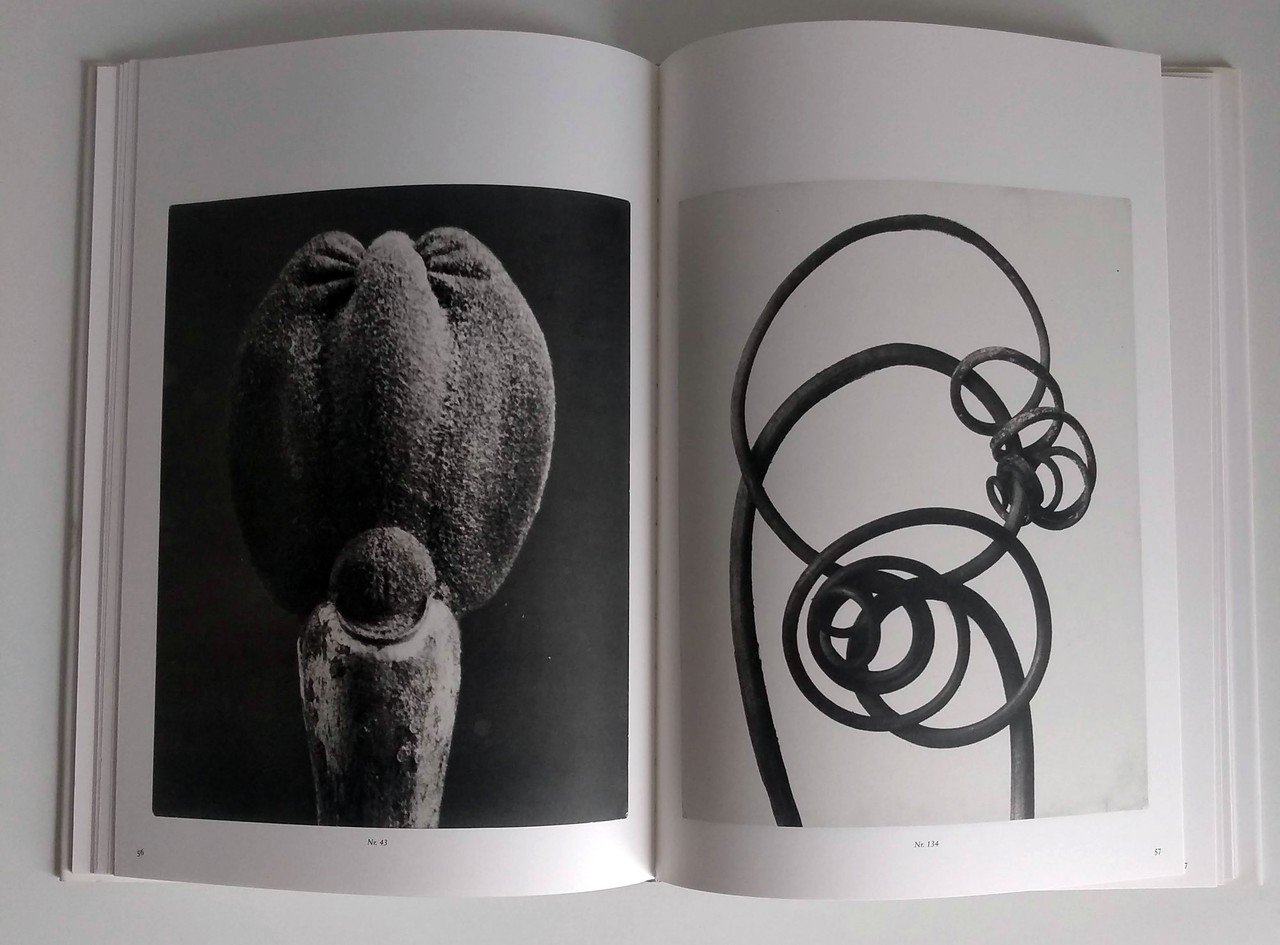 KARL BLOSSFELDTカールブロスフェルト 写真集 カール ブロスフェルト -KARL BLOSSFELDT- | かざろぐ｜写真家