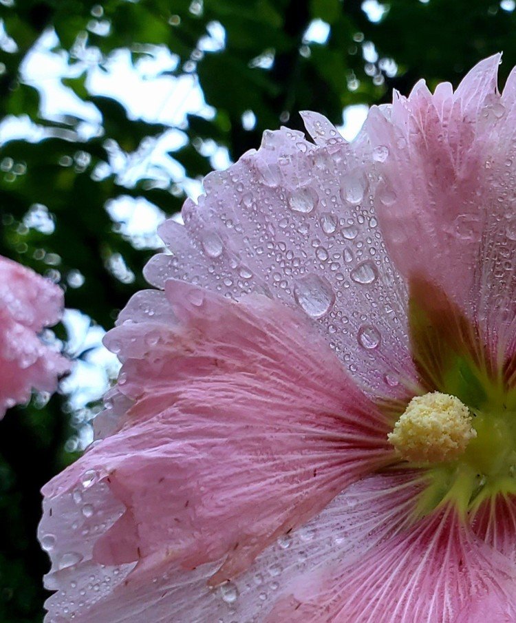 おはよーございます。

アメアサ。
濡れた花びら。
濡れた花粉。
濡れた空気。
どれも晴れた時に無い絶品。

あぁ、ステキな雨を。


#sky #summer #flower #love #moritaMiW #空 #夏 #タチアオイ #佳い一日の始まり