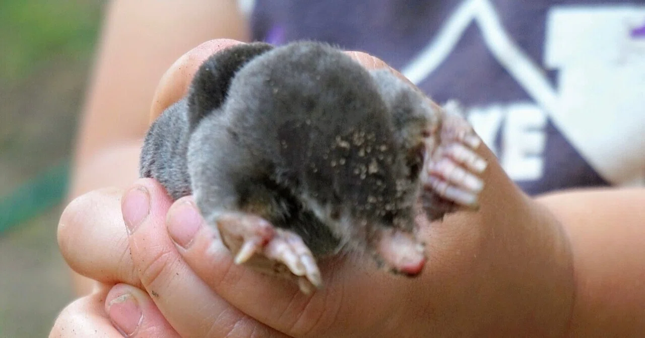 日本はモグラ天国？ ナゾ多き生物モグラの生態を知る｜エース分室