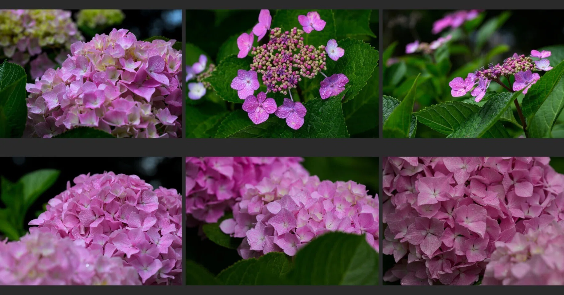 恵みの雨を待ちわびて。野良の紫陽花にかけた小さな魔法-Nikon Z8 +