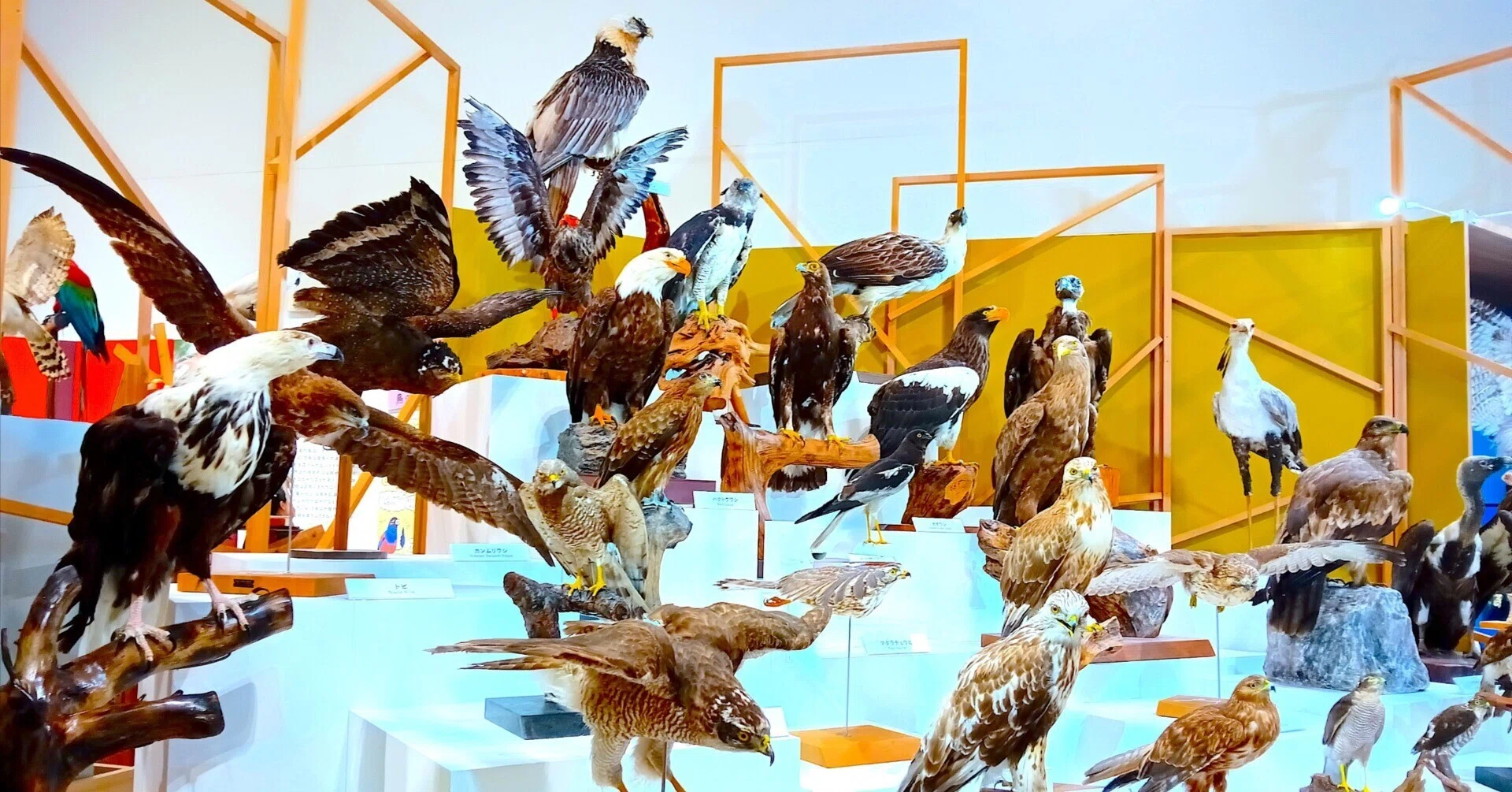 価格相談してください※鳥の剥製 特別展「鳥」大阪会場で、400点超の鳥剥製をみてきた！｜いきものぐるり