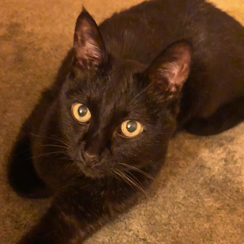 黒猫のこと 猫魂 Note