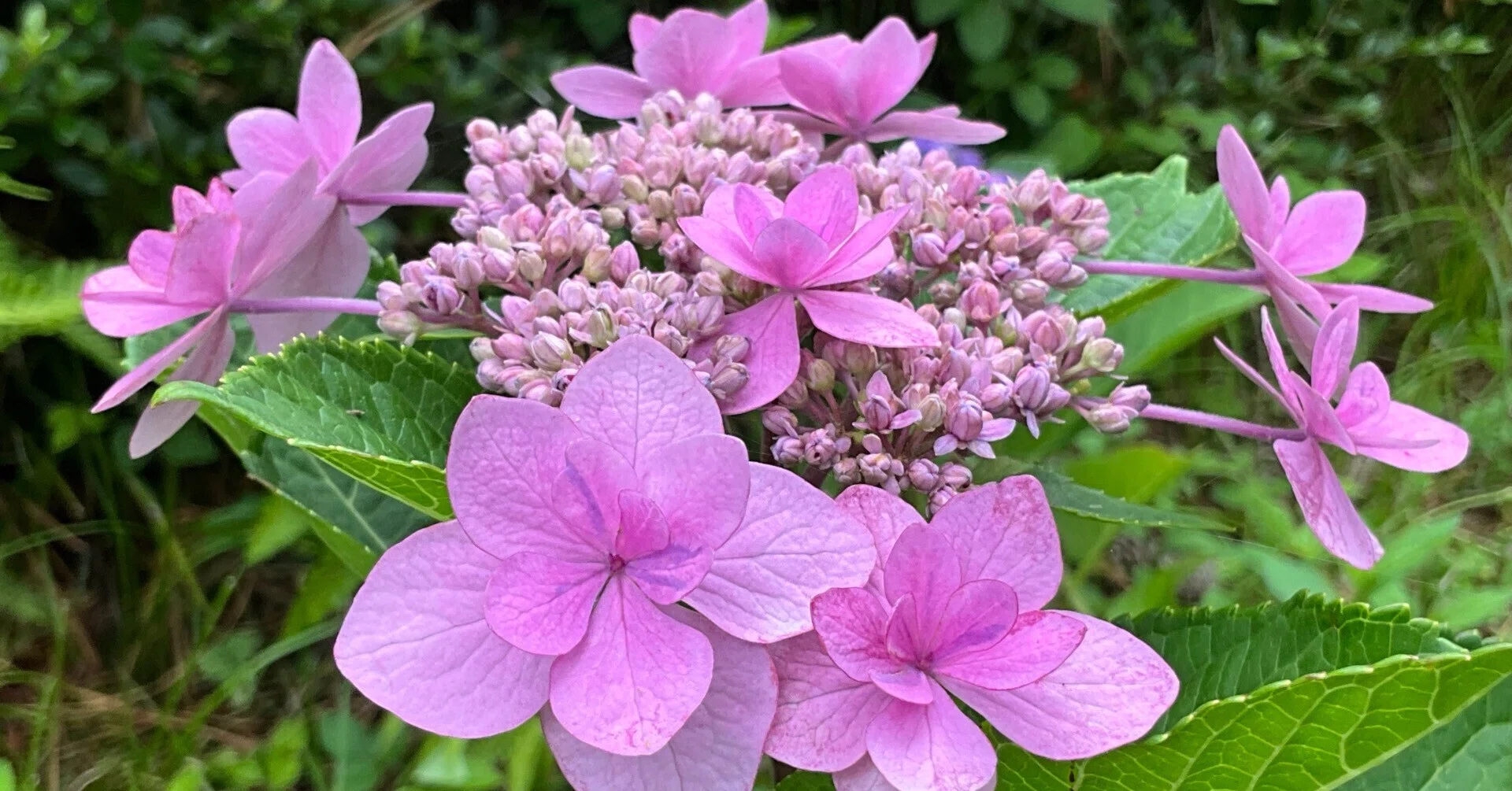 Double-flowered Lacecap Hydrangea (Kyoto Botanical Garden): June