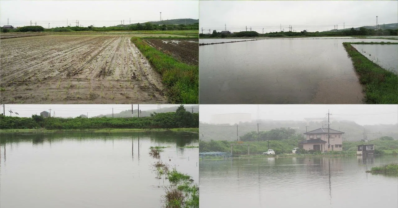2020年6月19日，今朝の風景 大雨で冠水した田んぼ｜Hana父