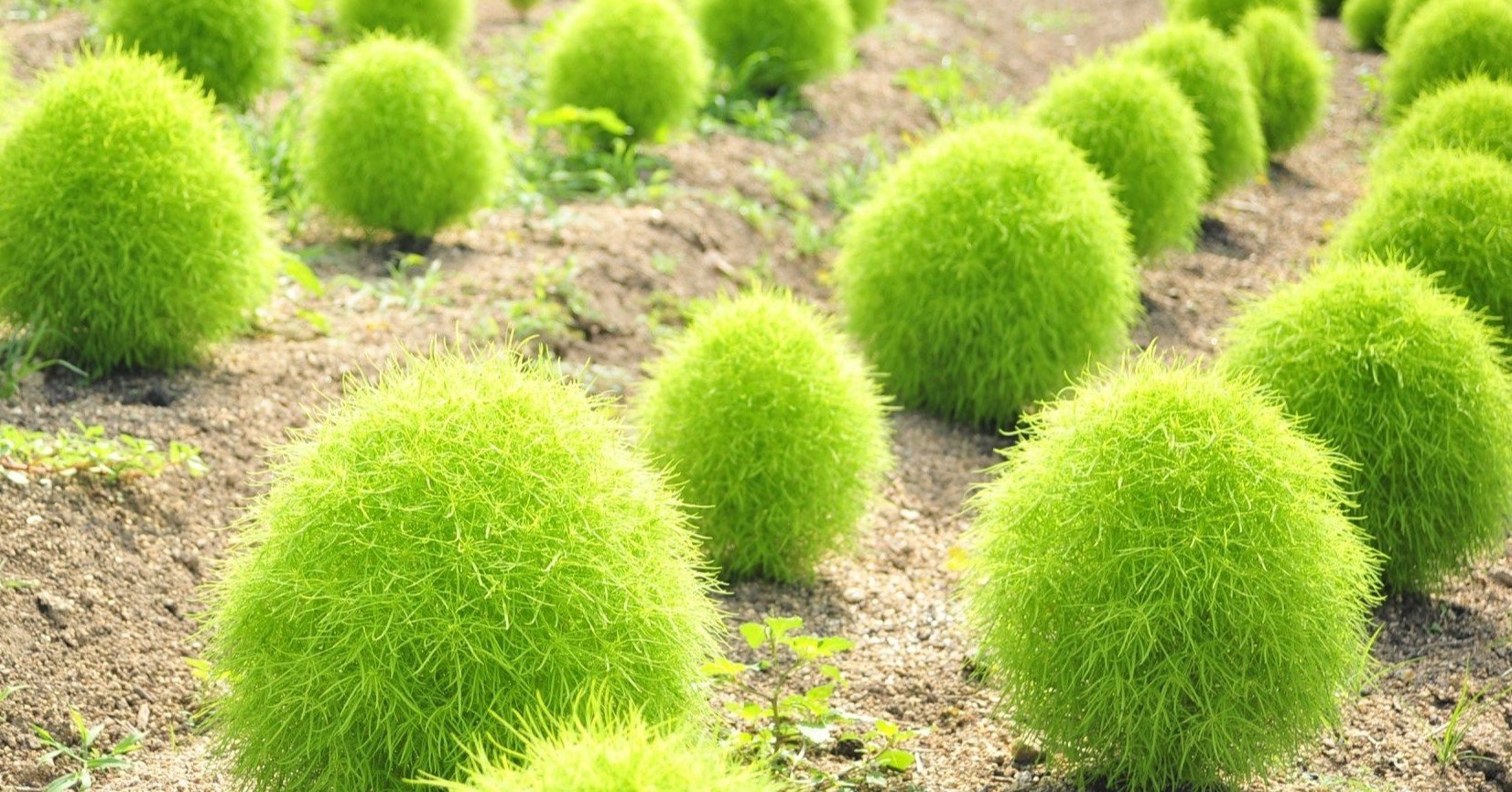 コキア アユミ 絵描き Note コキア アユミ 絵描き Note