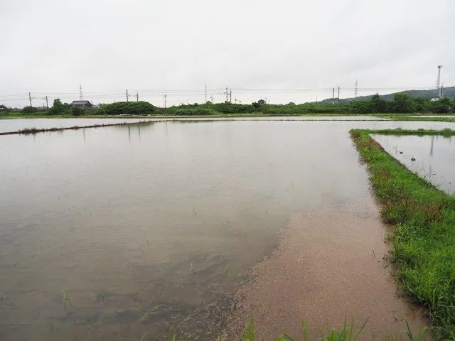 2020年6月19日，今朝の風景 大雨で冠水した田んぼ｜Hana父