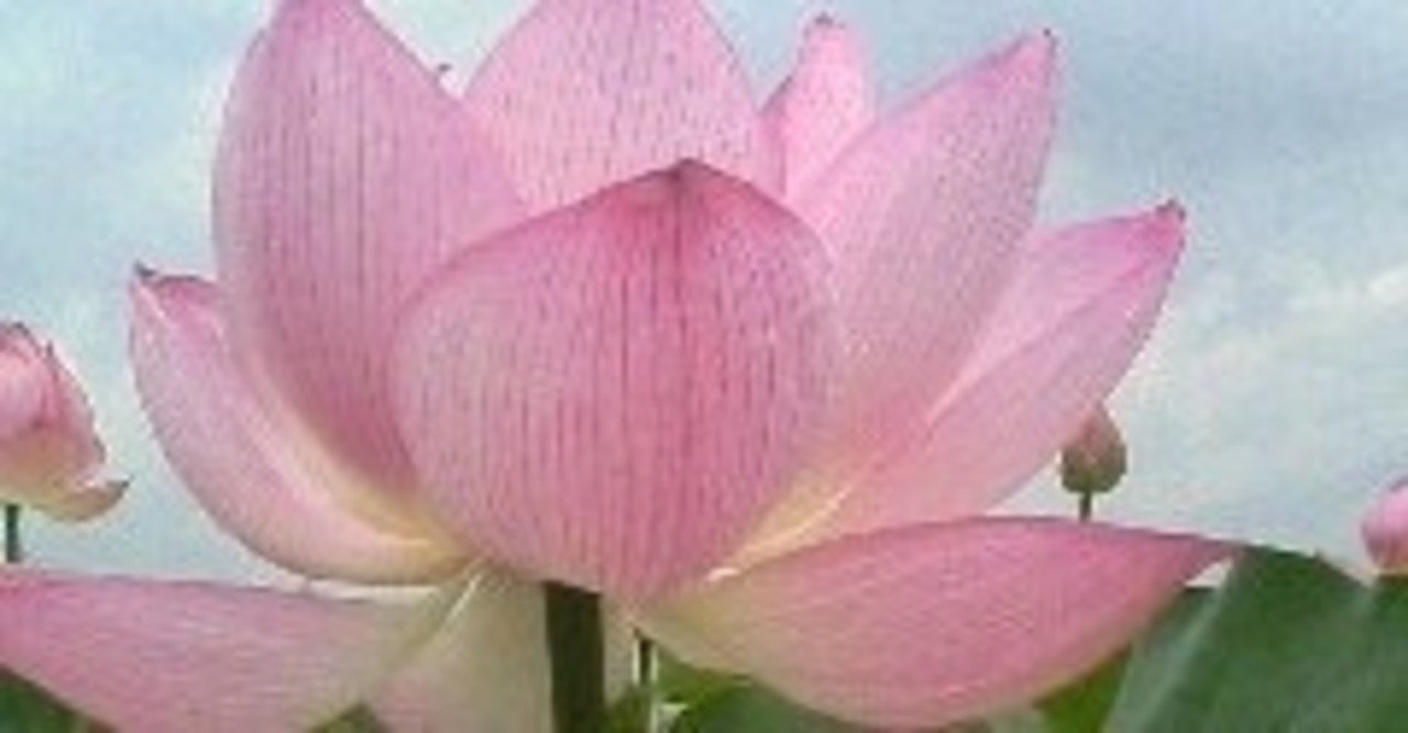 蓮は 清廉な恋 を連想させる 蓮シリーズ Lotus Is Reminiscent Of Pure Love アスライト 日本伝統文化 技術を世界へ Note