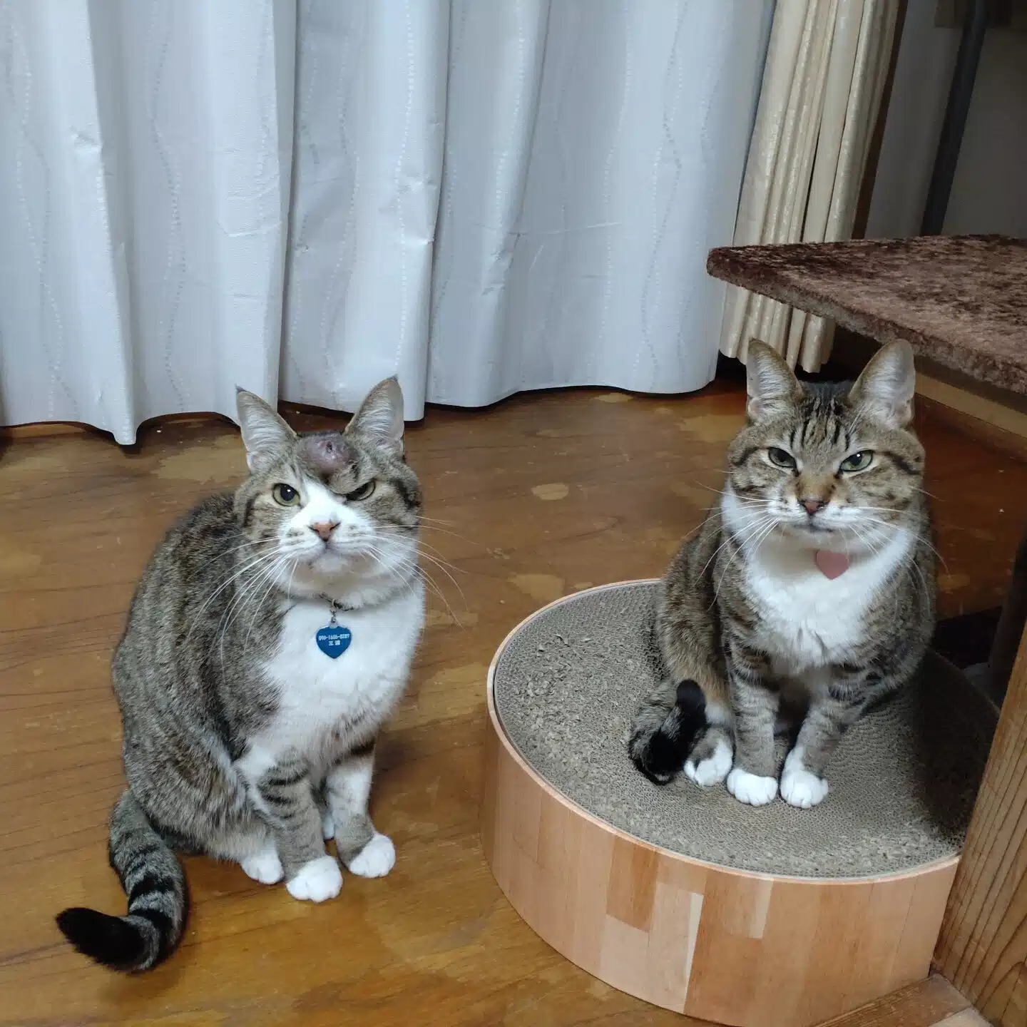 ツツジ科エリカ属