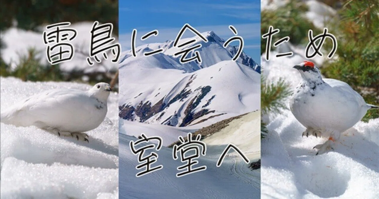 真っ白な雷鳥に会いたい！！4月 開通直後の黒部立山アルペンルートの