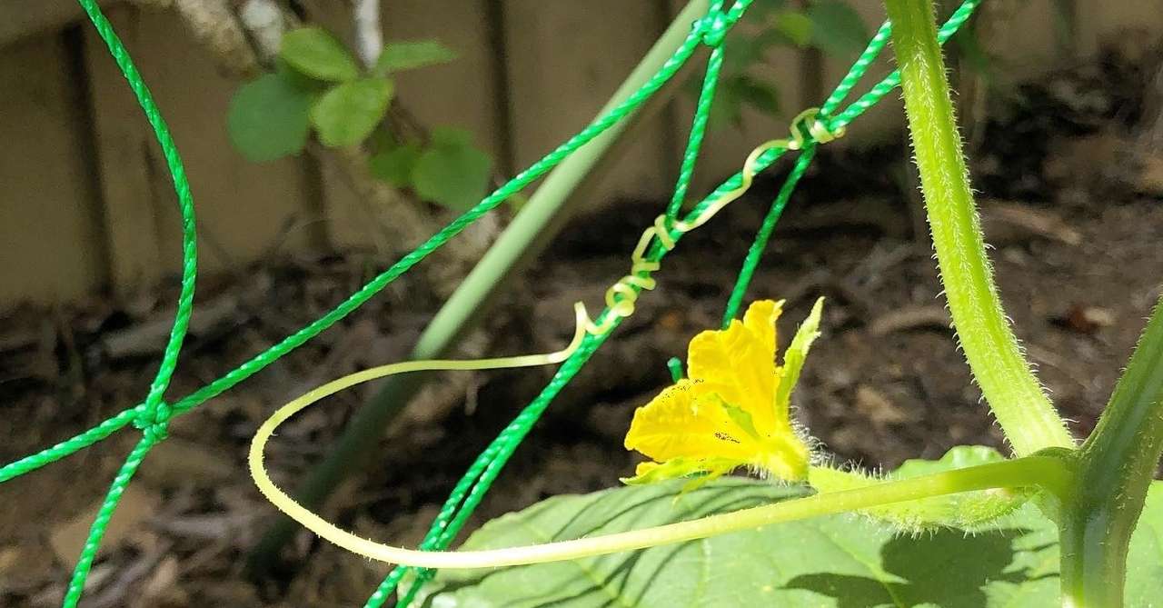 初めての野菜づくり 花がいろいろ咲いてきた ぱんつちゃん Note