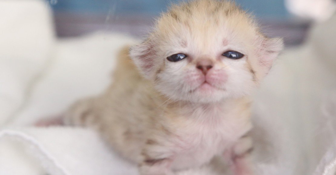 スナネコ 33c8cc54205e0299ffc53cfdc73f16