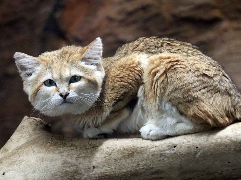 ゴトウ ユミコさん作品、スナネコ 1340681900.jpg