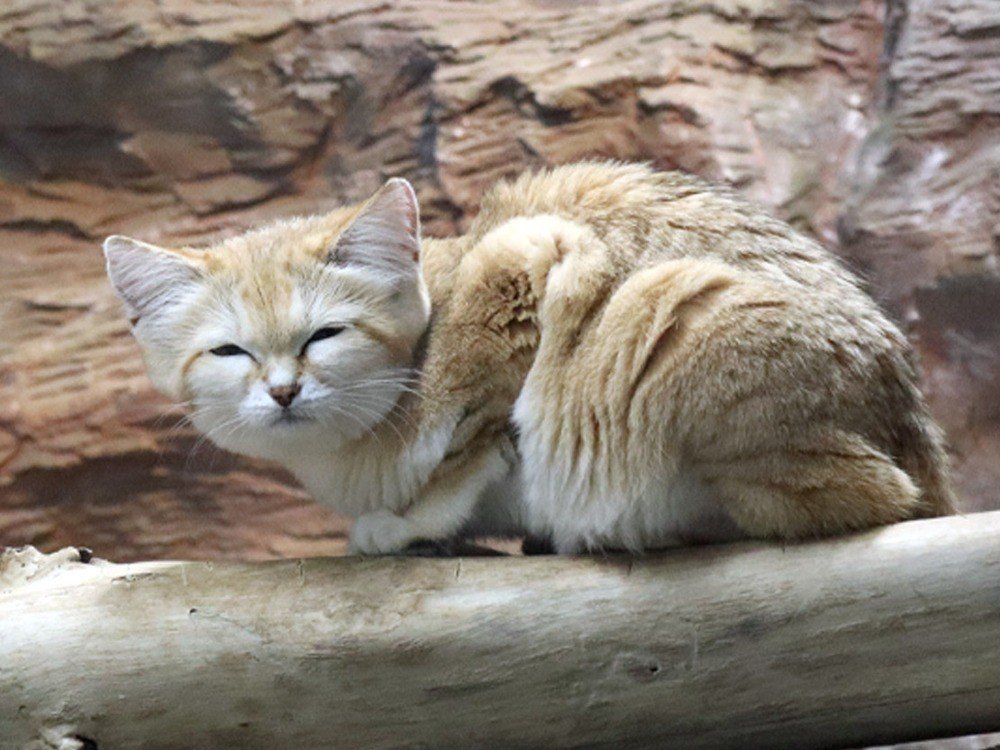 砂漠の天使 スナネコ誕生｜那須どうぶつ王国公式note