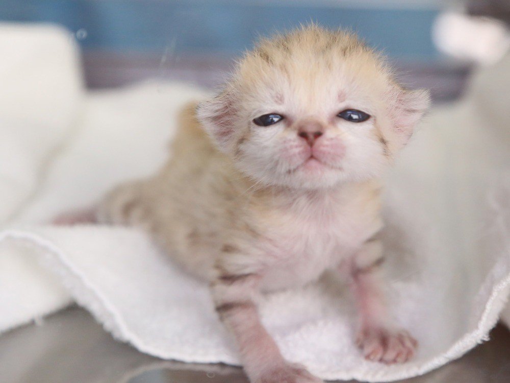 砂漠の天使 スナネコ誕生｜那須どうぶつ王国公式note