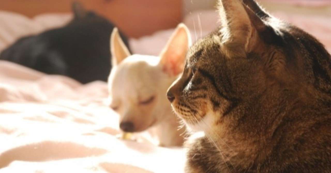 犬派だと思ってたけど最近は猫派の人の気持ちもわかってきた話 こじまざか46 Note