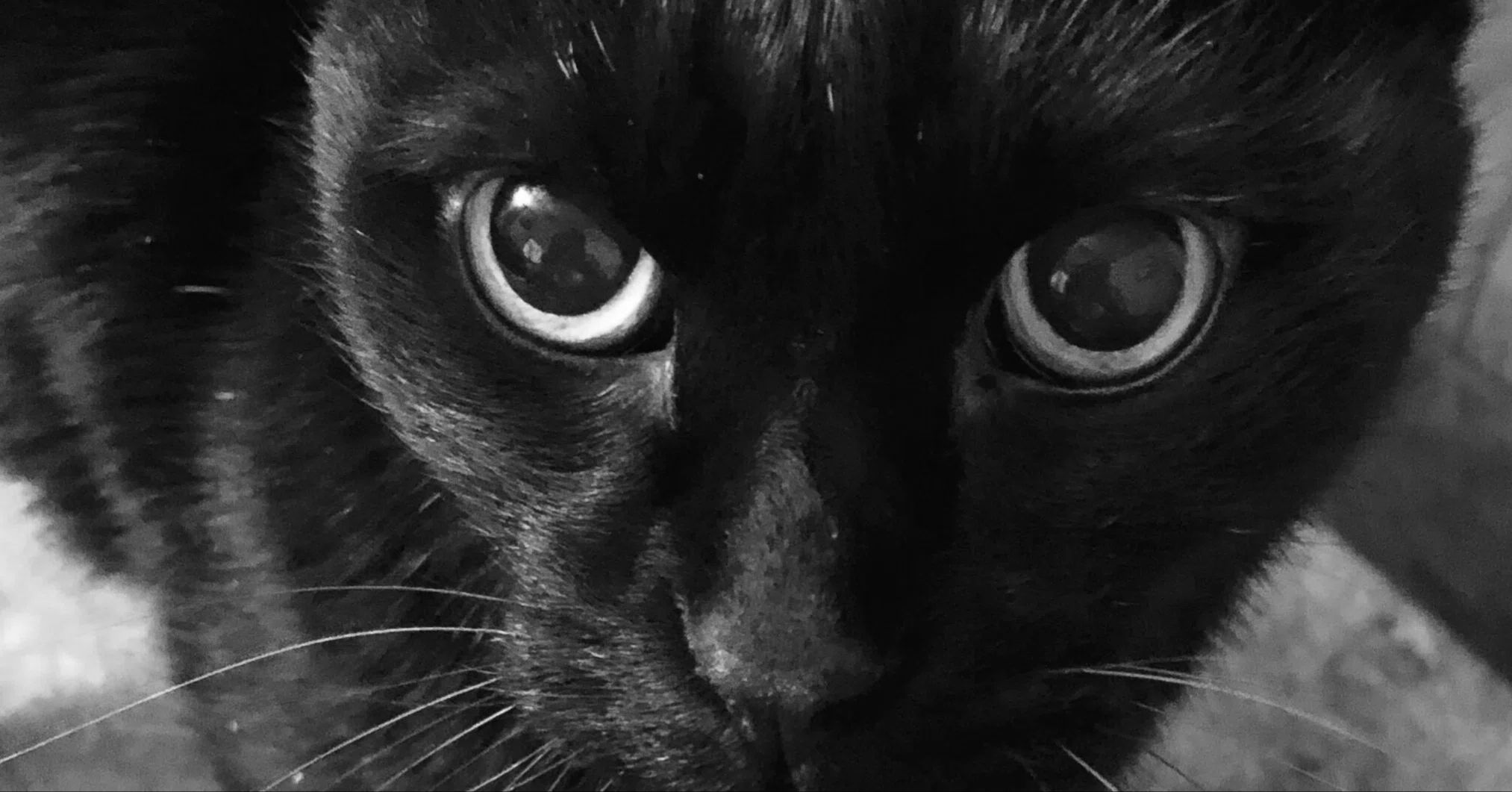 黒猫のこと 猫魂 Note