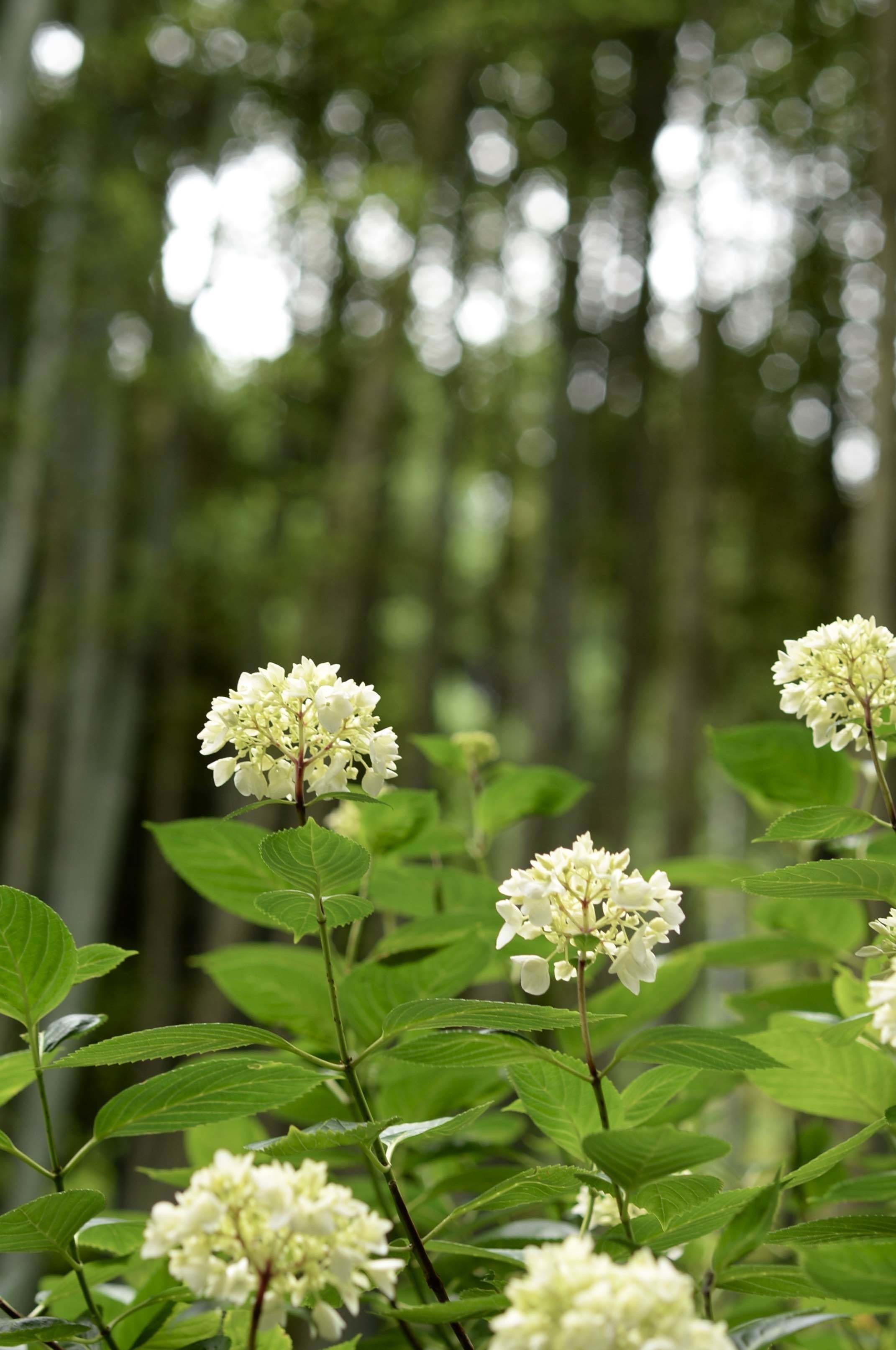 白紫陽花 の新着タグ記事一覧 Note つくる つながる とどける